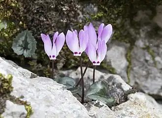 Description de l'image Cyclamen pseudibericum - False Iberian cyclamen 02.jpg.