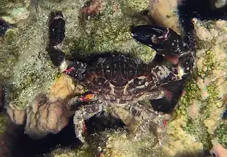 Description de cette image, également commentée ci-après