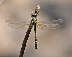 Description de l'image Cyclogomphus flavoannulatus at Idukki.jpg.