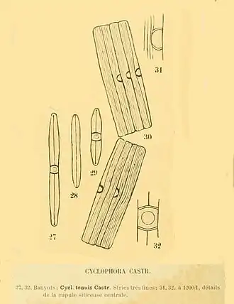 Description de l'image Cyclophora Castr in Péragallo 1851.jpg.