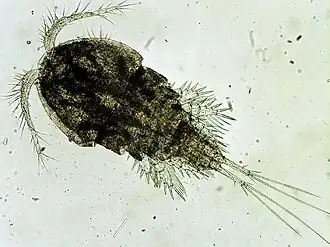 Cyclops sp. (Cyclopoida)