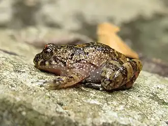 Description de l'image Cycloramphus brasiliensis 49111650.jpg.