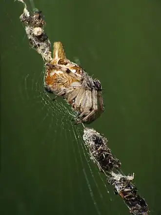 Description de l'image Cyclosa sp. - D9-01-2627.jpg.