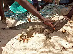 Iguane au sol vu de profil et maintenu par la main d'un Homme.