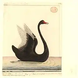 Un cygne noir, entre 1788 et 1792.