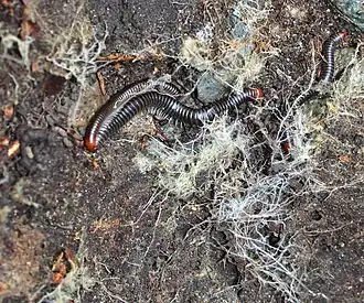 Description de cette image, également commentée ci-après