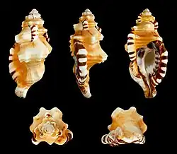 Cymatium lotorium (Cymatiidae)