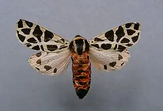 Écaille tesselée(Cymbalophora pudica)