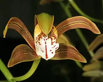 Description de l'image Cymbidium erythraeum Orchi 015.jpg.