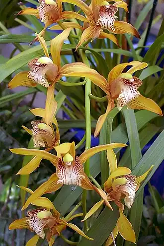 Description de l'image Cymbidium tracyanum 3zz2.jpg.