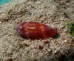 Cymbiola sp. Immature