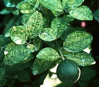 Description de cette image, également commentée ci-après