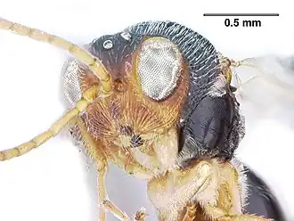 Description de l'image Cynipidae (Ganaspis spp.) (9959013884).jpg.