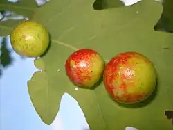 Galle-pomme ou galle-cerise de Cynips quercusfolii.