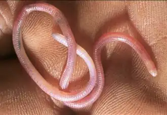 Description de l'image Cynisca bifrontalis 193658132.png.