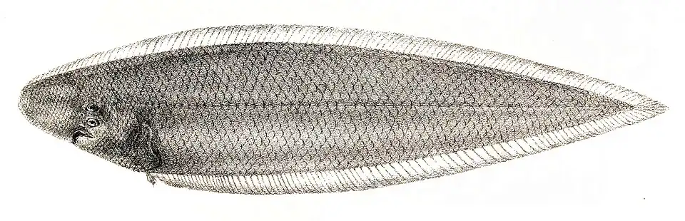 Cynoglossus macrolepidotus