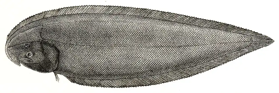 Cynoglossus sindensis