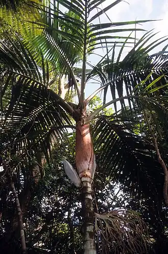 Description de cette image, également commentée ci-après