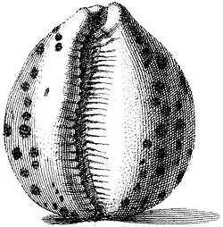 Illustration de l’Index Testarum Conchyliorum.