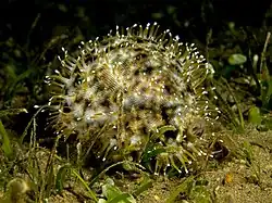 Vue du mollusque vivant dans son habitat, entièrement recouvert par son manteau.