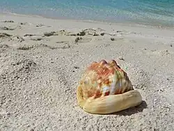 Un casque rouge (Cypraecassis rufa), échoué sur la plage.