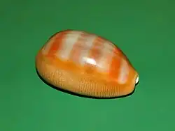 Lyncina schilderorum.