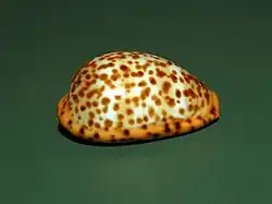 Palmadusta humphreyii.