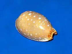 Staphylaea limacina.