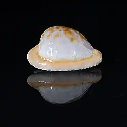 Cypraeovula coronata