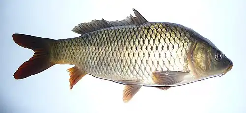 La Carpe commune (Cyprinus carpio).