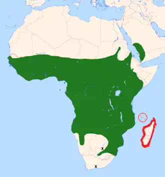 Description de l'image CypsiurusParvusDistribution.png.