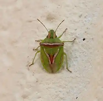 Description de l'image Cyptocephala elegans (Malloch, 1919) 2898435036.jpg.