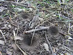 Pièges en entonnoir de larves de fourmilion