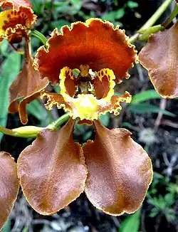 Cyrtochilum annulare