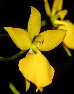 Cyrtochilum aureum
