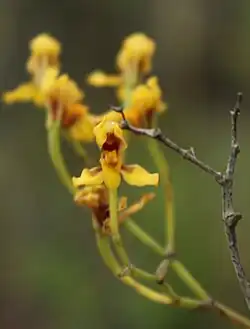 Cyrtochilum densiflorum