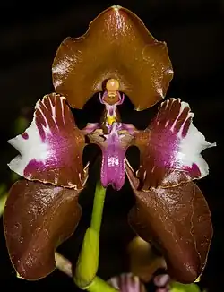 Cyrtochilum halteratum