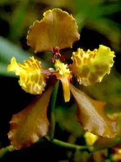 Cyrtochilum ionodon