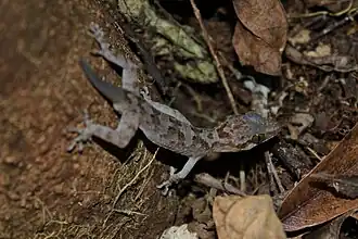 Description de l'image Cyrtodactylus annulatus (6206373273).jpg.