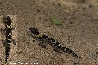 Description de l'image Cyrtodactylus brevidactylus.jpg.