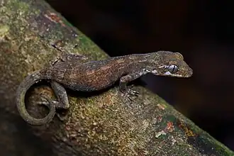 Description de l'image Cyrtodactylus brevipalmatus.jpg.