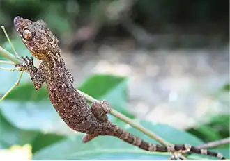 Description de l'image Cyrtodactylus philippinicus from Palanan - ZooKeys-266-001-g045.jpg.