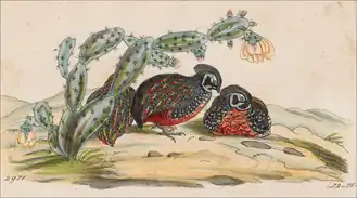 Description de l'image Cyrtonyx ocellatus - 1820-1863 - Print - Iconographia Zoologica - Special Collections University of Amsterdam - UBA01 IZ17100215 detail.png.