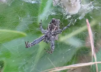 Face ventrale d'une Cyrtophora citricola sur les collines niçoises (France).