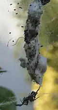 Le même individu ♀ avec ses nouveau-nés dans la toile.