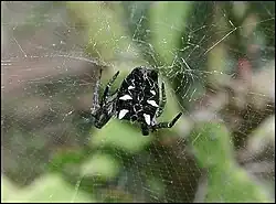 Cyrtophora citricola sur sa toile à mailles carrées. Ténérife, Canaries