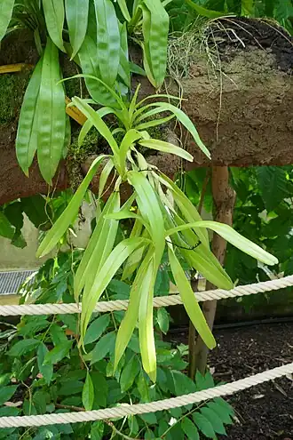 Description de l'image Cyrtorchis ringens-Jardin botanique Meise.jpg.