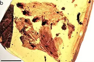 Description de l'image Cystodium sorbifolioides additional fragments fig1 B.jpg.