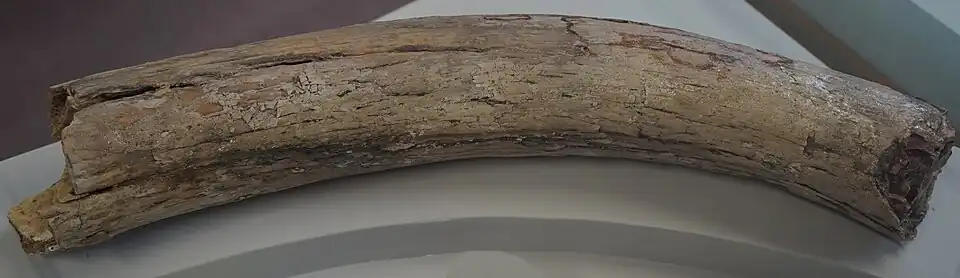 Défense de mammouth, Champey.