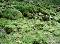 Lieu-dit la Glacière.